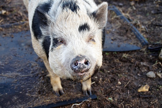 Zvířátka na statku: Jak dělají a co jedí?